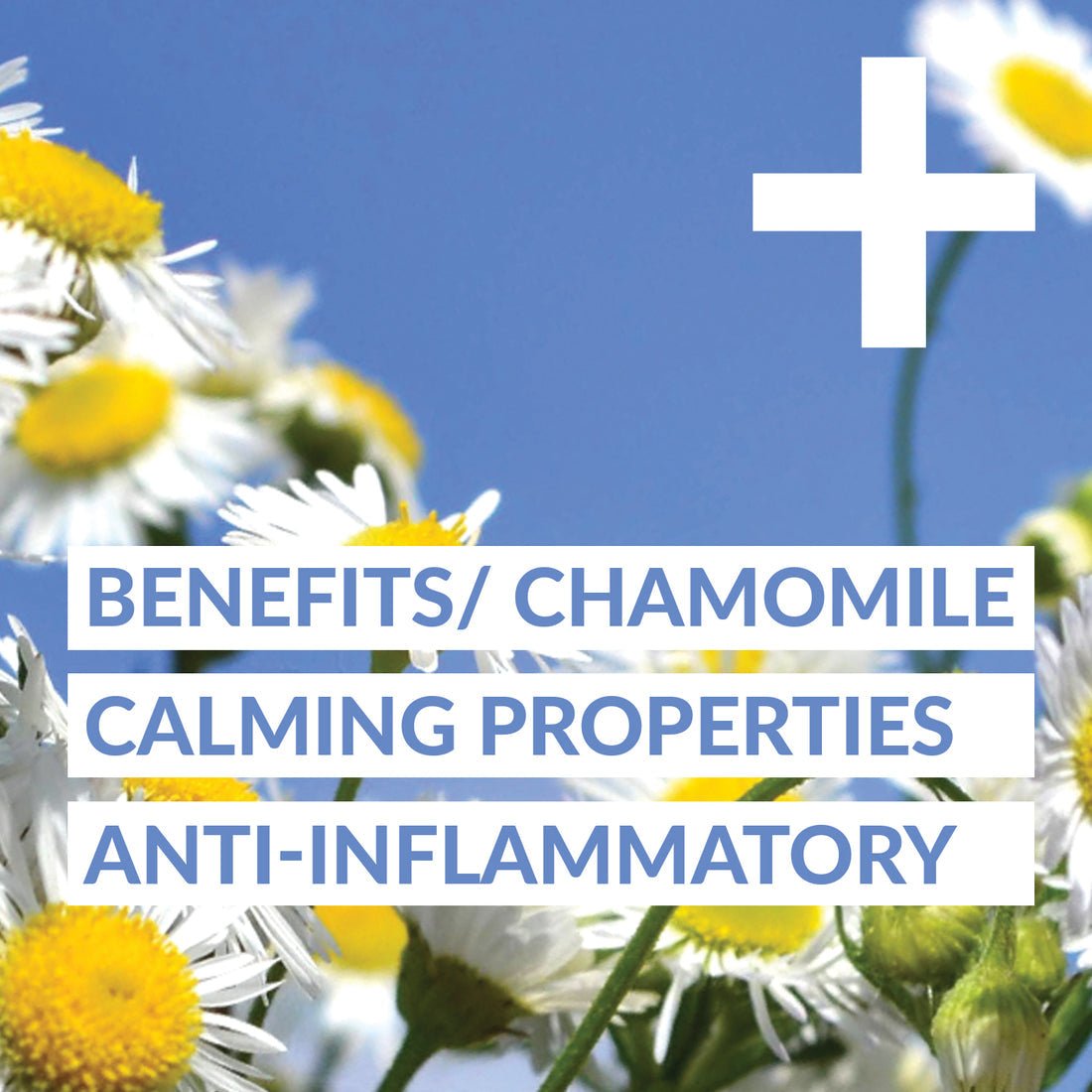 GoodVibes Juice Co. Turmeric Daily + 50 mL - Nutrition Plus