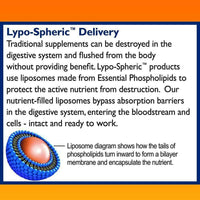 Thumbnail for LivOn Laboratories LYPO-SPHERIC VITAMIN C 30 Sachets - Nutrition Plus